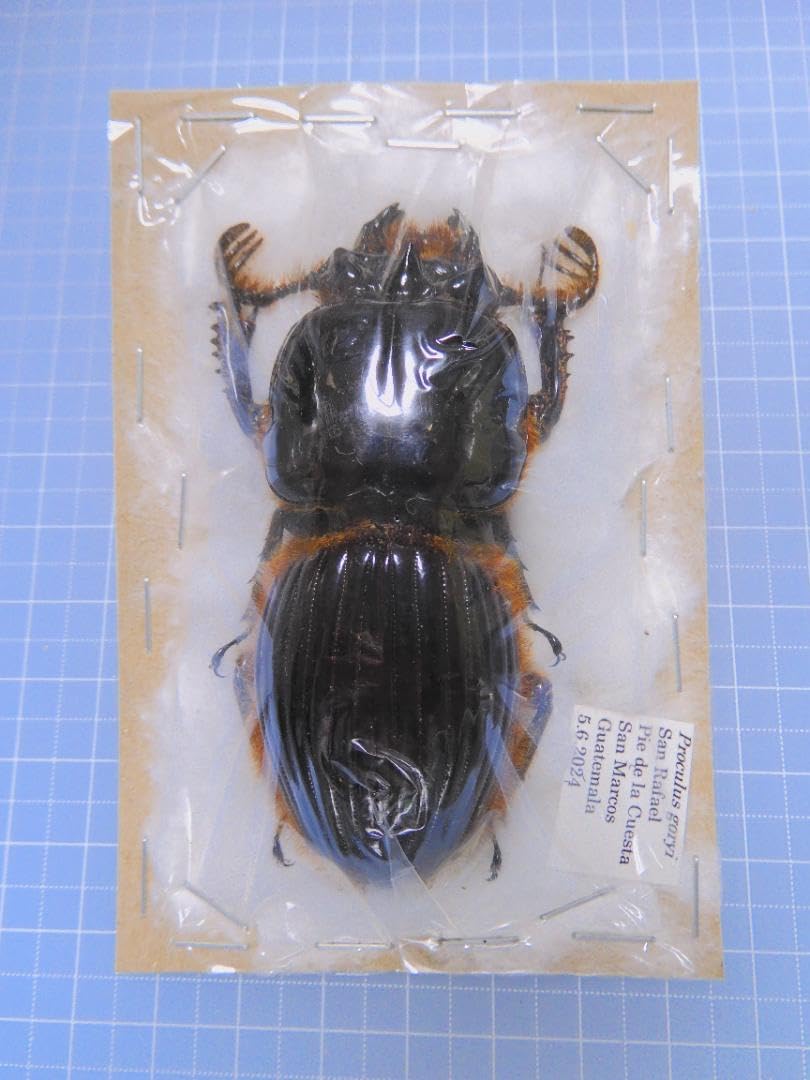 ガテマラ産 オバケクロツヤムシ 77mm ガテマラ産 オバケクロツヤムシ 77mm <1215z昆虫標本> Yahoo